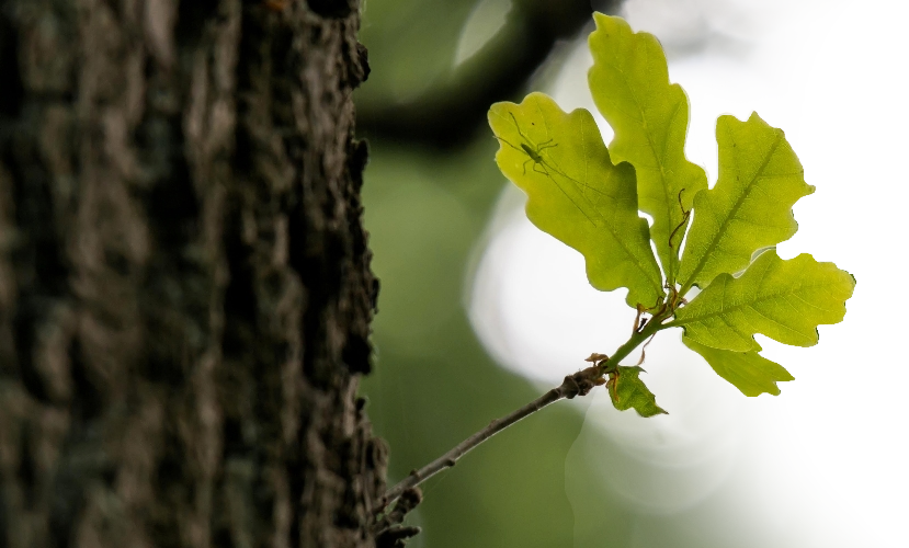 nimble_asset_oakyard-01